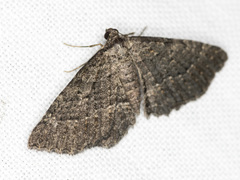 Chrysolarentia squamulata