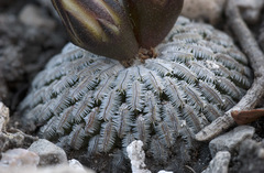 Turbinicarpus pseudopectinatus