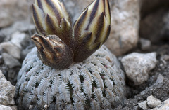 Turbinicarpus pseudopectinatus