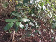 Hedycarya arborea