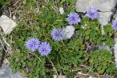 Globularia cordifolia
