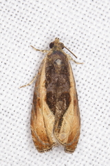 Olethreutes nigranum