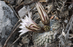 Turbinicarpus pseudopectinatus
