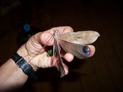 Pterochroza ocellata