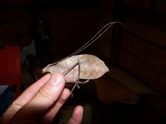 Pterochroza ocellata