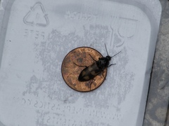 Selatosomus suckleyi