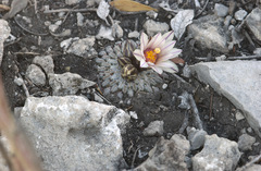 Turbinicarpus pseudopectinatus