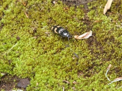 Selatosomus suckleyi