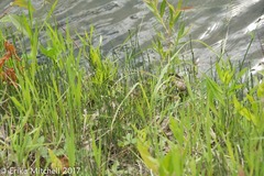 Equisetum variegatum