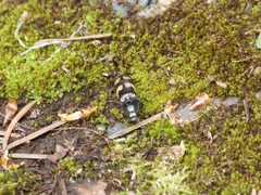 Selatosomus suckleyi