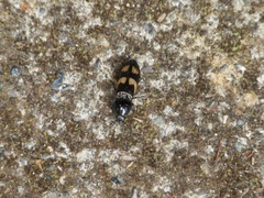 Selatosomus suckleyi