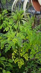 Moringa