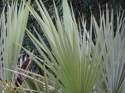 Ilala palm