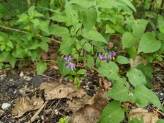 Solanum dulcamara