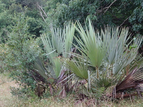 Ilala palm