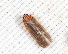 Synecdoche impunctata