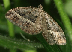 Chrysolarentia subrectaria