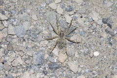 Pardosa takahashii
