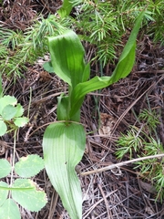 Cypripedium parviflorum