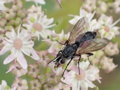 Eriothrix rufomaculata