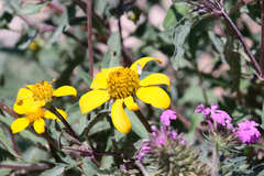 Heliopsis parvifolia