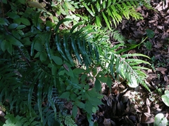 Asplenium wrightii