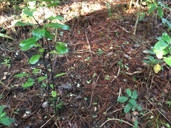 Hedycarya arborea