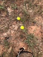 Xanthisma texanum drummondii