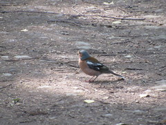 Fringilla coelebs