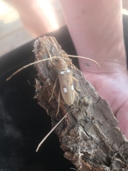 Eburia quadrigeminata