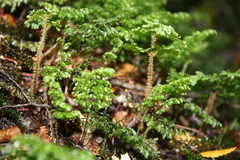 Hymenophyllum scabrum