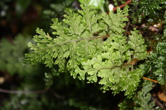 Hymenophyllum scabrum