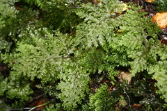 Hymenophyllum scabrum