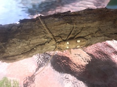 Eburia quadrigeminata