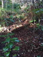 Pseudopanax arboreus