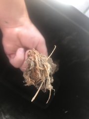 Eburia quadrigeminata