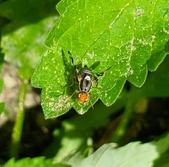 Rhagoletis striatella