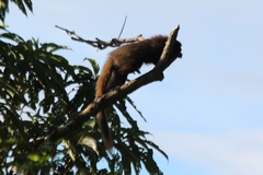 Callicebus nigrifrons