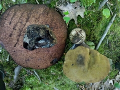 Tylopilus atronicotianus