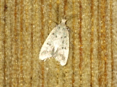Atheropla decaspila
