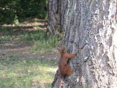 Sciurus vulgaris