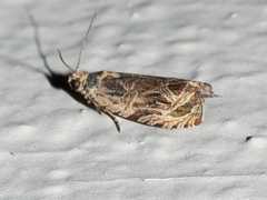 Olethreutes permundana
