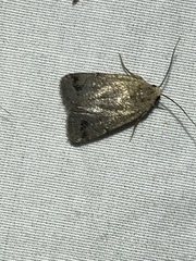 Anorthodes triquetra