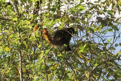 Callicebus nigrifrons