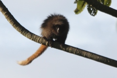 Callicebus nigrifrons