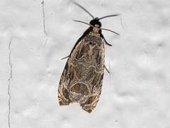 Olethreutes permundana