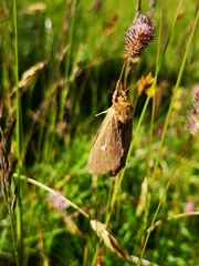 Pharmacis aemilianus