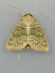 Ipimorpha pleonectusa