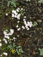 Phlox diffusa longistylis