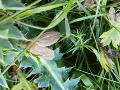 Pharmacis aemilianus